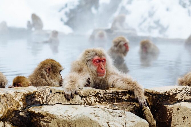 1-Day Snow Monkeys, Zenko-ji Temple & Sake in Nagano - Lunch near the monkey park is more than a practical meal