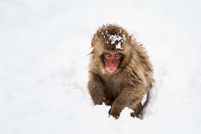 1-Day Snow Monkeys, Zenko-ji Temple & Sake in Nagano - Getting there from Tokyo and returning to Nagano