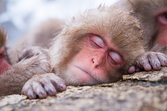 1-Day Snow Monkeys, Zenko-ji Temple & Sake in Nagano - Zenko-ji Temple gives the morning a spiritual start