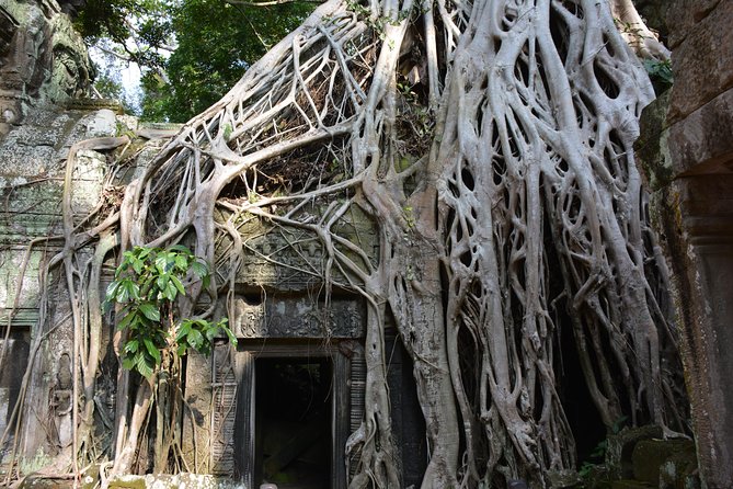 2-Day Angkor Wat Tour from Bangkok - Ta Prohm and the power of the ruins