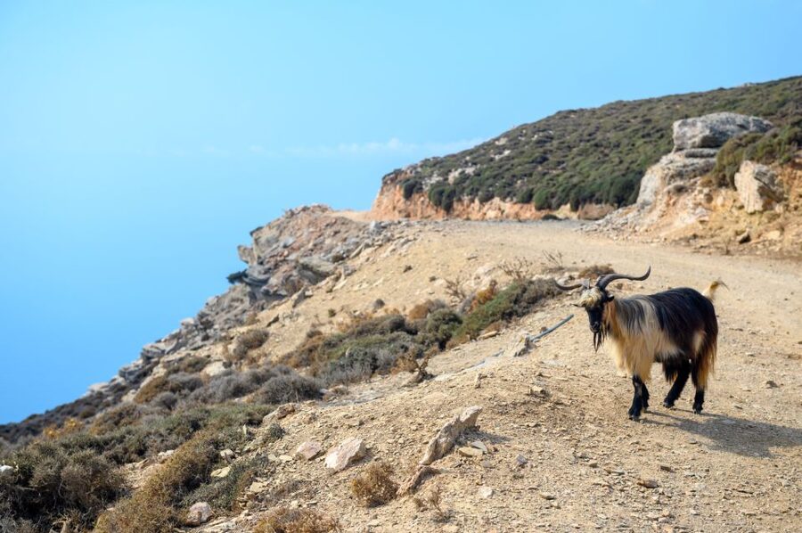 Amorgos: Guided Hike of the Panagia Hozoviotissa Monastery - Asfontylitis and the island’s dry-stone work