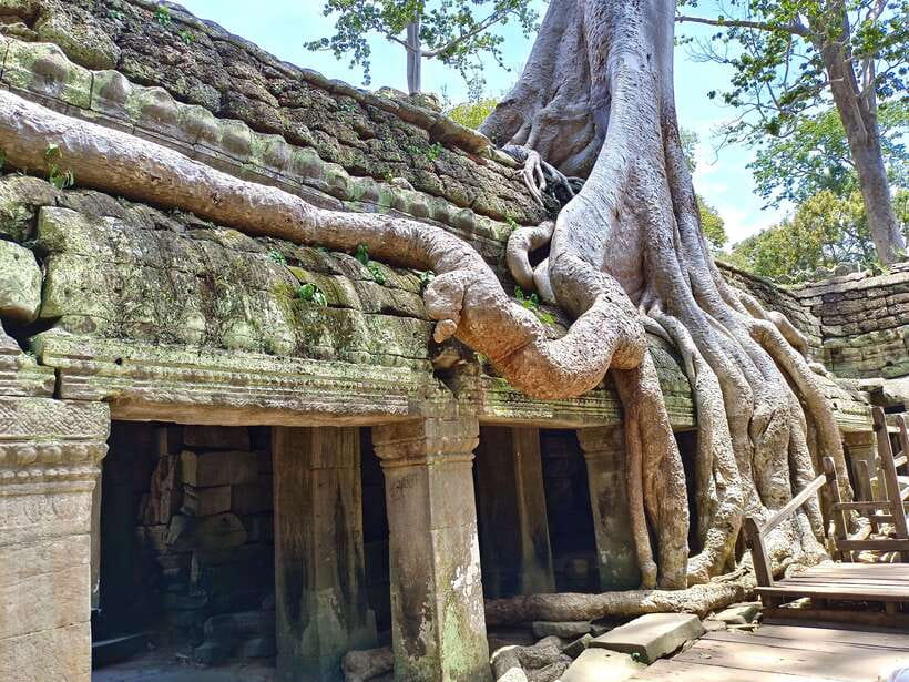 Angkor Wat: Full-Day Temples Small Group Tour - Ta Prohm, where the forest takes over