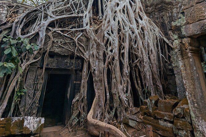 Angkor Wat Private Tuk-Tuk Tour (sunrise Option) & more - Ta Prohm and the trees reclaiming the ruins