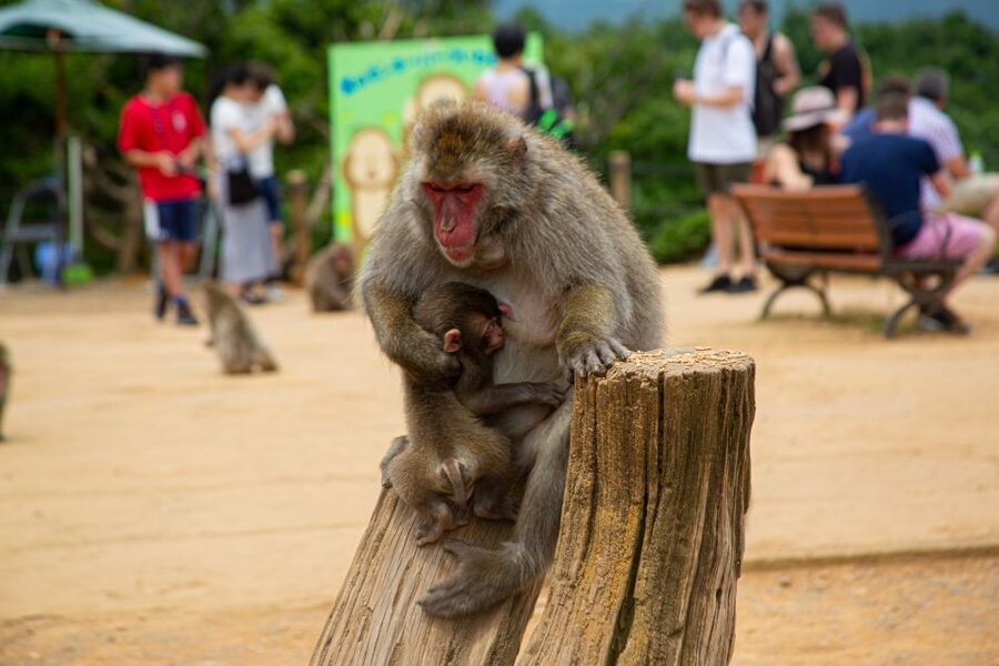 Arashiyama Bamboo, Temple, Monkeys, or Secret Sake Brewery - Iwatayama Monkey Park and the uphill finish