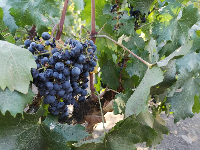 Bahá’í Temple, Winery and Lapis Lazuli + Private Transport - Who Will Enjoy This Tour Most?