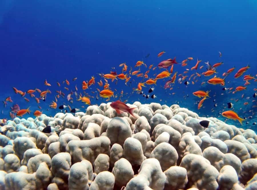 Bali/Amed: Underwater Temple Snorkeling Experience - The underwater temple requires respectful behavior