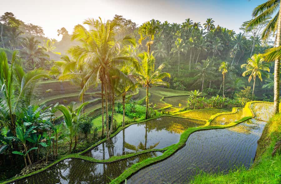 Bali: Besakih Great Temple Tour with Waterfal & Rice Terrace - Three Bali highlights in one busy day