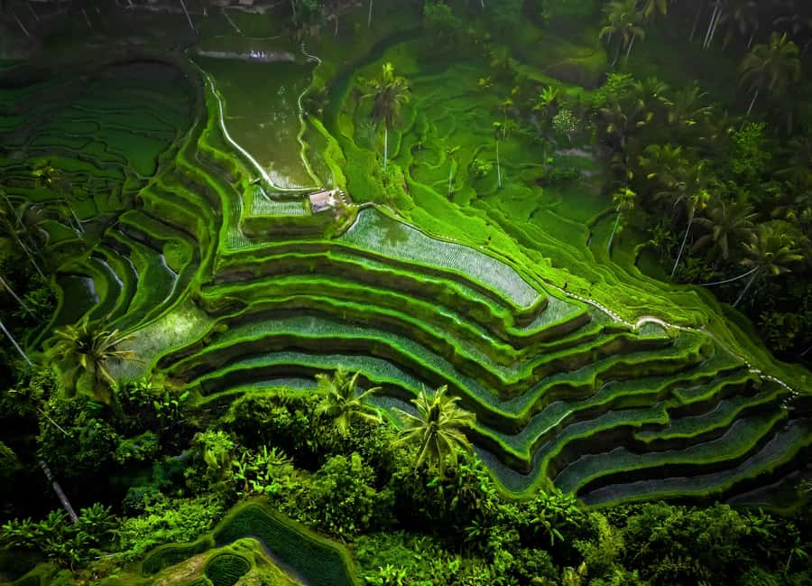 Bali: Besakih Great Temple Tour with Waterfal & Rice Terrace - Who should book this experience?