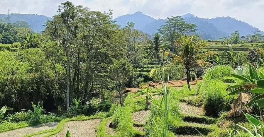 Bali: Besakih Temple and Sidemen Tour - The driver can shape the entire experience