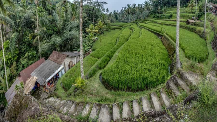 Bali: Gunung Kawi Temple & Pakerisan UNESCO Guided Tour - Reading the ten cliff-carved candi