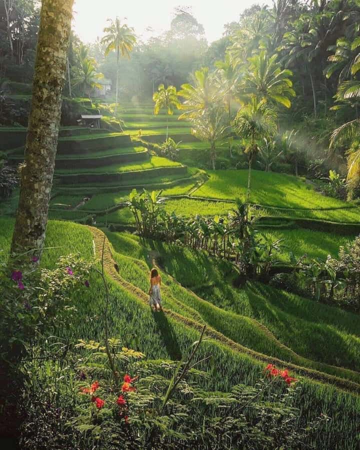 Bali : Highlight of Ubud Culture, Temple and Batur Volcano - A long day that connects Bali’s main sights