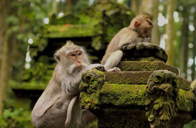Bali: monkey forest, rice terrace, water temple, waterfall - Why this Bali day tour works