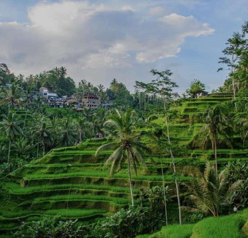 Bali: monkey forest, rice terrace, water temple, waterfall - Tegallalang Rice Terrace: farming shaped by subak