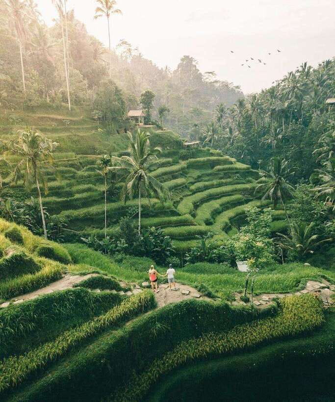 Bali: Rice terrace, Waterfall, and water Temple Day Tour - Key points at a glance