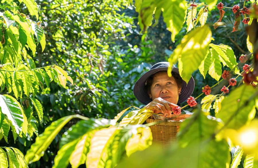 BALI :Sanctuary Monkey forest, rice terrace Water temple - Petanu Waterfall, a compact stop with clear water