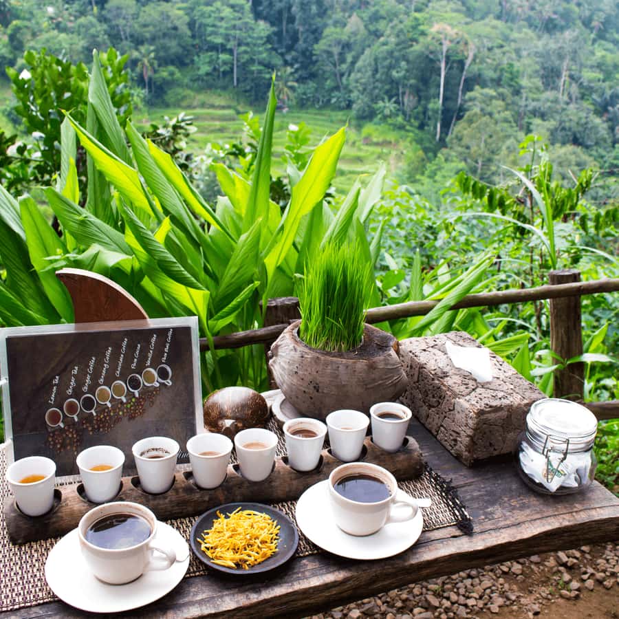 BALI :Sanctuary Monkey forest, rice terrace Water temple - Sacred Monkey Forest, where nature and temple space meet