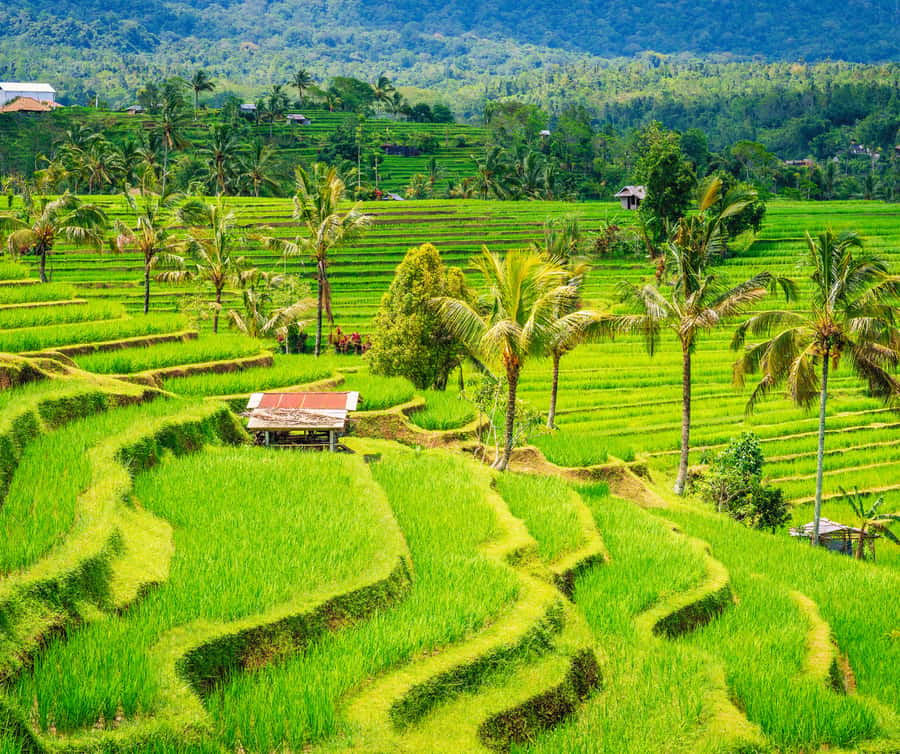 Bali: Tanah Lot, Rice Terrace, Ulun Danu & taman ayun temple - Tanah Lot in 40 minutes