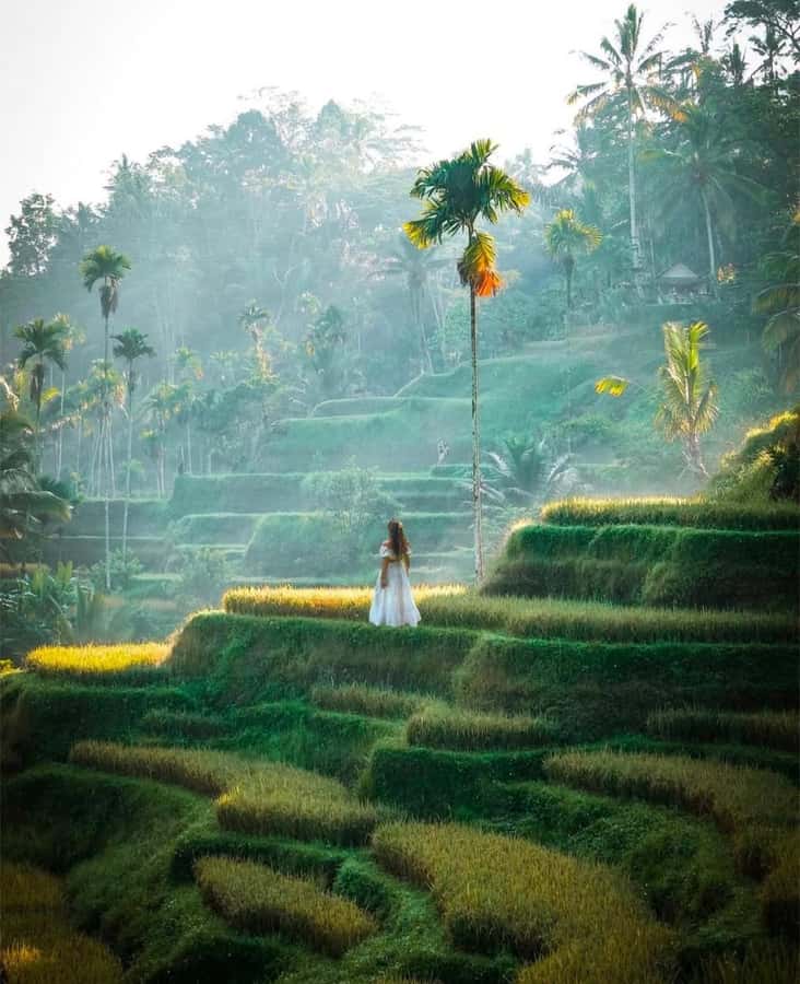Bali: Temples, waterfall, and Rice Terrace Guided Tour - What the $26 price really covers
