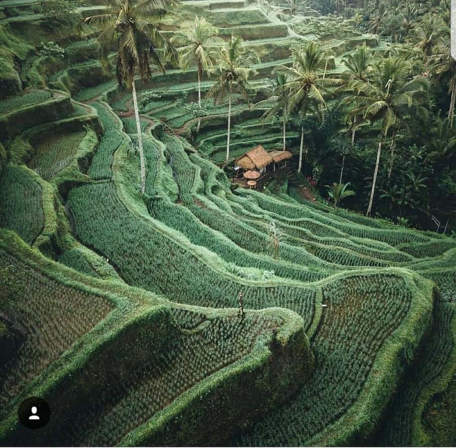Bali: Tirta empul Temple, Rice terrace and Waterfall - Tirta Empul Temple and the holy-water ritual