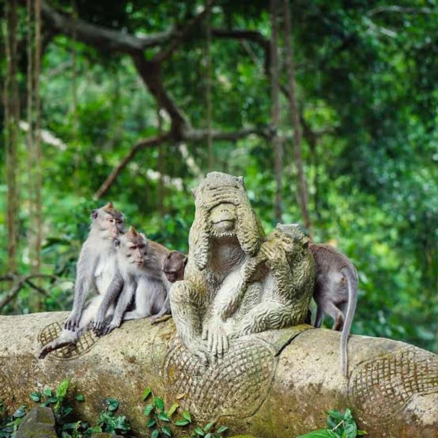Bali ubud : monkey forest, waterfall , temple - Key points to know before booking