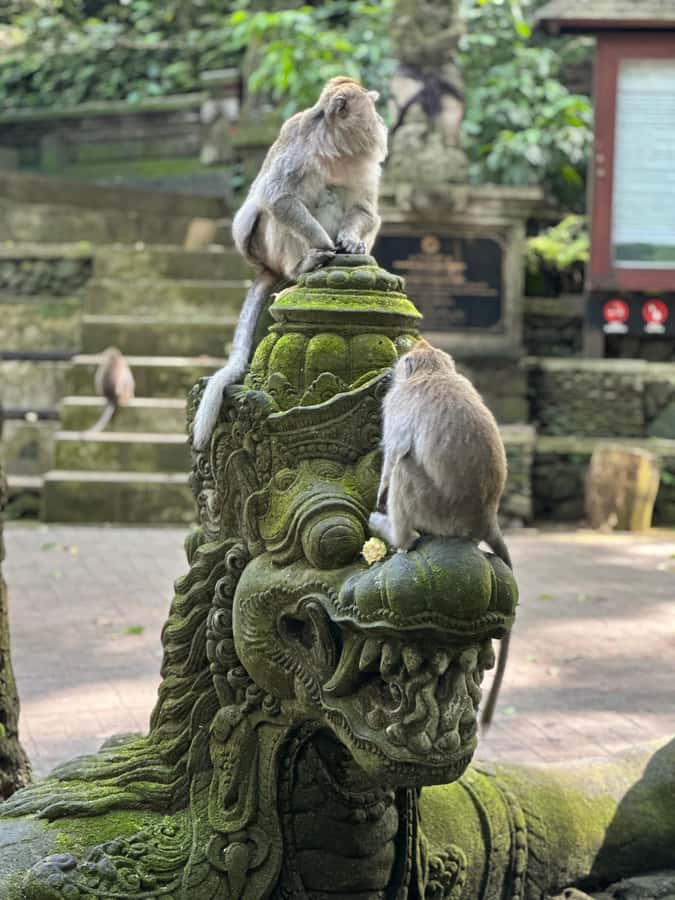 Bali ubud : monkey forest, waterfall , temple - What this Ubud day is really offering