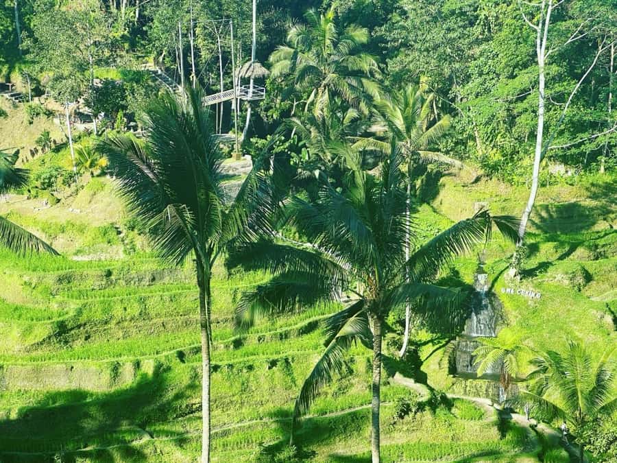 Bali ubud : monkey forest, waterfall , temple - Tirta Empul, a living Hindu water temple