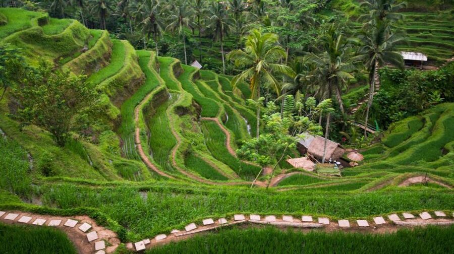 Bali: Ubud, Tegalalang, and Tanah Lot Temple Day Trip - Tegalalang Rice Terrace, with time to pause