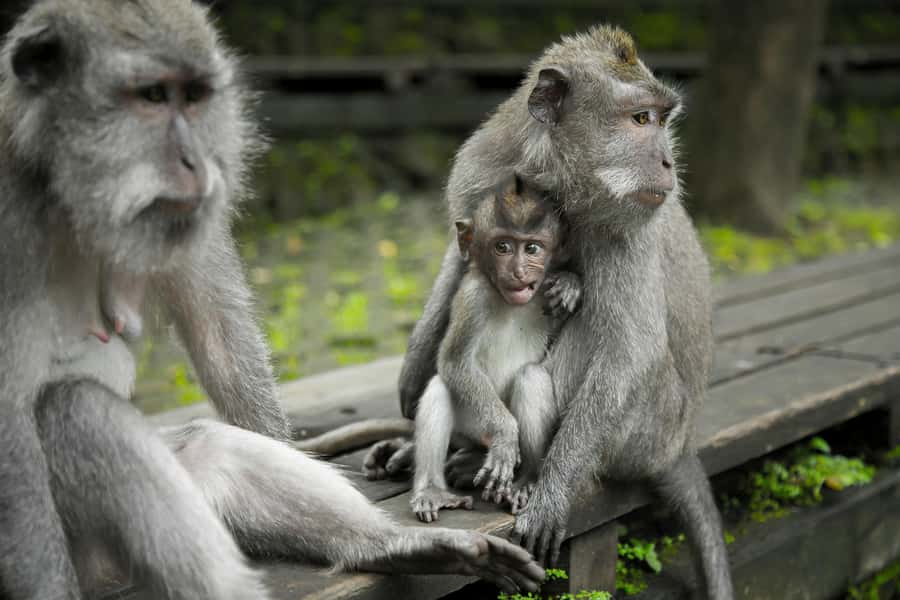 Bali: Ubud, Tegalalang, and Tanah Lot Temple Day Trip - The guides make the biggest difference