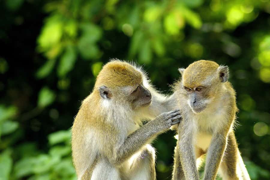 Bali: Ubud, Tegalalang, and Tanah Lot Temple Day Trip - Monkey Forest: temples beneath the trees