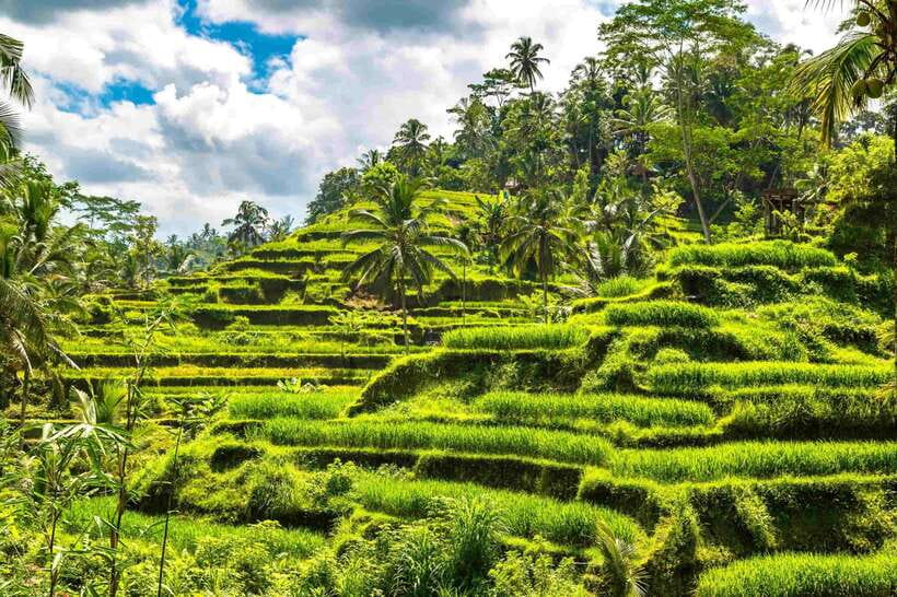Bali: Ubud Tour with Tirta Empul Temple and Rice Terrace - The coffee plantation is more than a caffeine stop