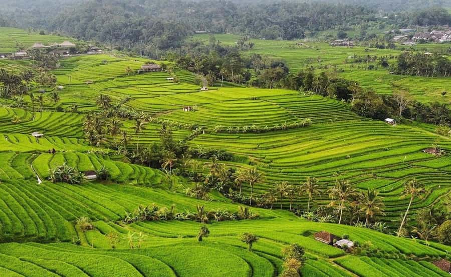 Bali : Ulun Danu Beratan Temple and UNESCO Rice Terrace Tour - Why this route works for a full day in Bali