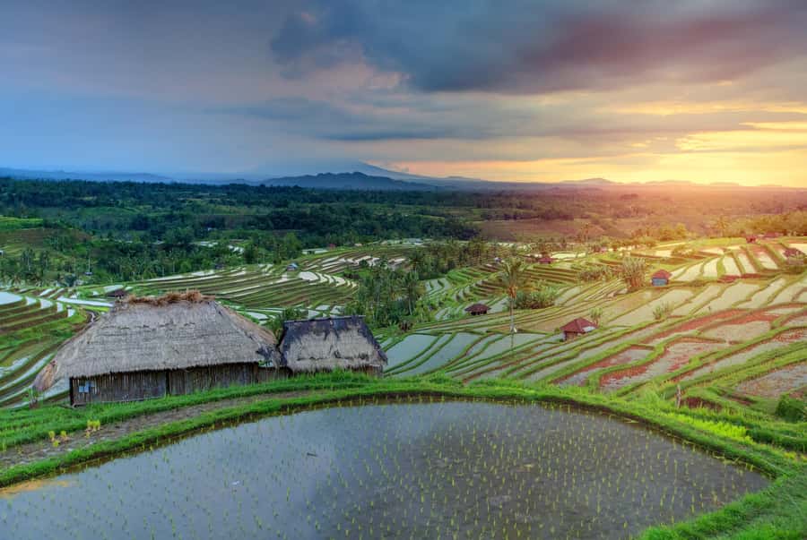 Bali: Water Temple, Waterfalls and Unesco Rice Terrace Tour - Jatiluwih explains Bali beyond the postcard