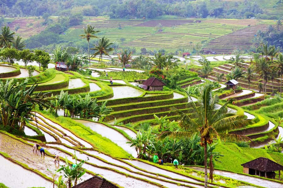 Bali: Water Temple, Waterfalls and Unesco Rice Terrace Tour - Drivers make or break the long day