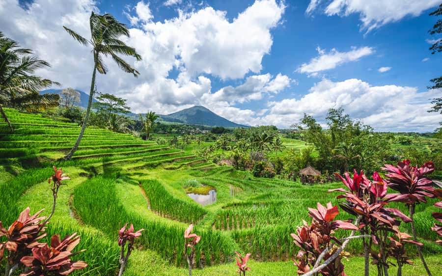 Bali: Waterfalls, Temples, and Rice Terraces Scenic Tour - Tanah Lot gives the day its big finish