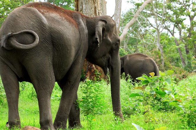 Bandipur Tiger Reserve with Somnathpur Temple Tour - What the $260 price really covers