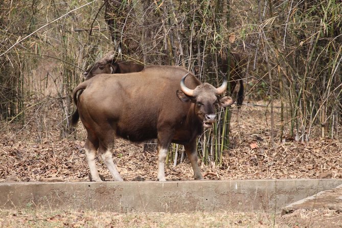 Bandipur Tiger Reserve with Somnathpur Temple Tour - The Bandipur safari and your chance of seeing a tiger