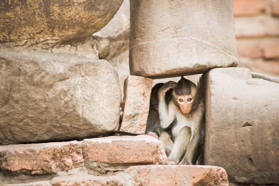 Bangkok: Ayutthaya & Lopburi Monkey Temple Private Day Trip - Guides, comfort, and the private-tour advantage