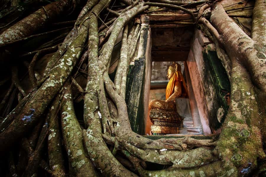 Bangkok: Dragon Temple, Roots Temple and Amphawa in spanish - Why this Bangkok day trip is different