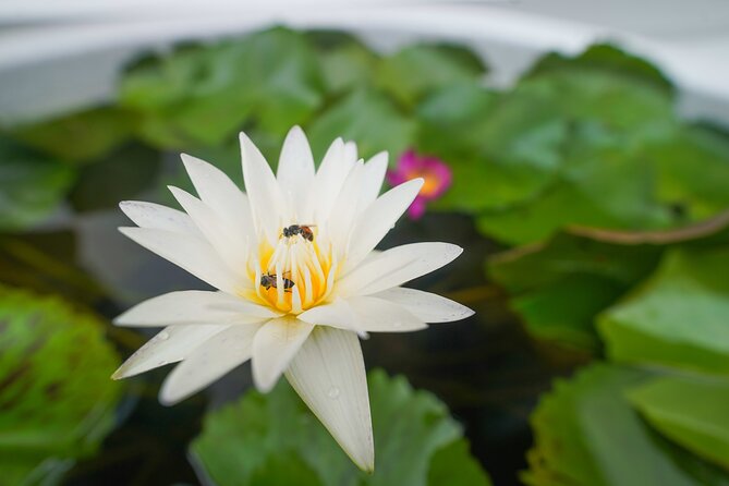 Bangkok Wat Pho and Flower Market Historical Walking Tour - Breakfast with Hainan chicken rice or Thai noodles