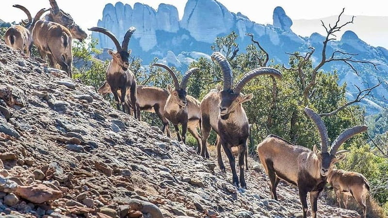 Barcelona: Montserrat Monastery and Natural Park Day Trip - Why Montserrat makes a strong half-day trip