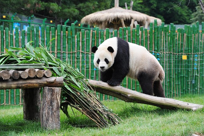 Beijing Historical Tour II including Summer Palace, Lama Temple & Panda Garden - Lunch: included, but keep expectations modest