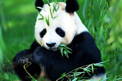 Beijing Historical Tour II including Summer Palace, Lama Temple & Panda Garden