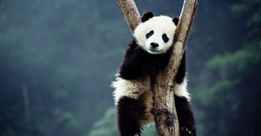 Beijing: Temple of Heaven, Panda House & Summer Palace Tour - Why this Beijing day tour works