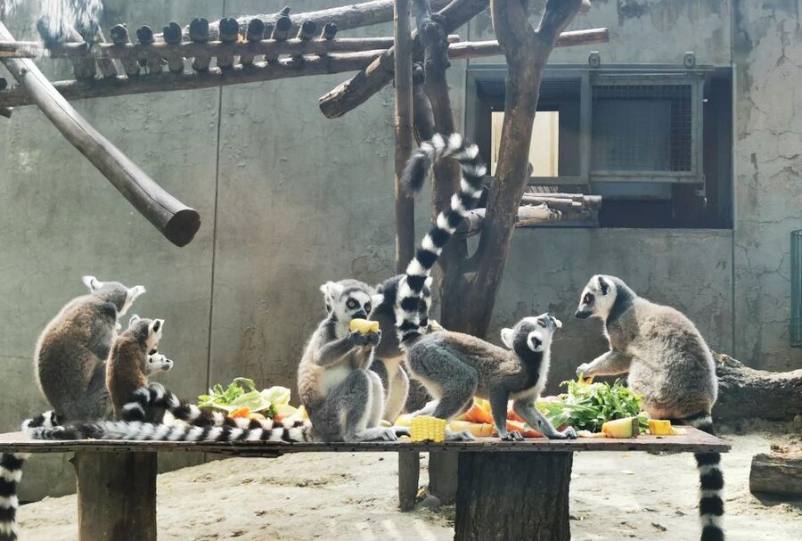 Beijing: Temple of Heaven, Panda House & Summer Palace Tour - Timing, comfort, and who should book