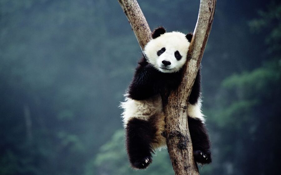 Beijing: Temple of Heaven, Panda House & Summer Palace Tour - Should you book this Beijing tour?