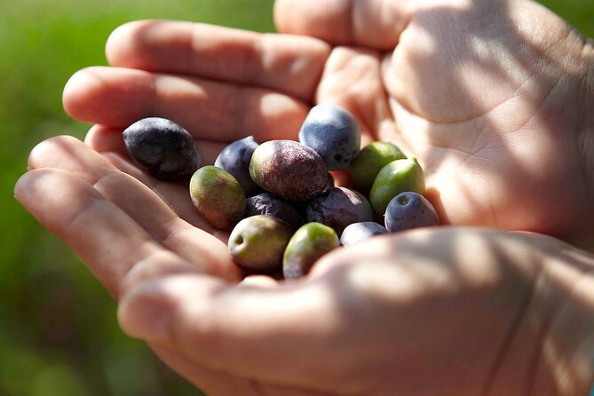 Bio Farm Private Olive Oil Tasting, Farm to Fork Meal & Temple of Poseidon Tour - Timing, weather, and cancellation details