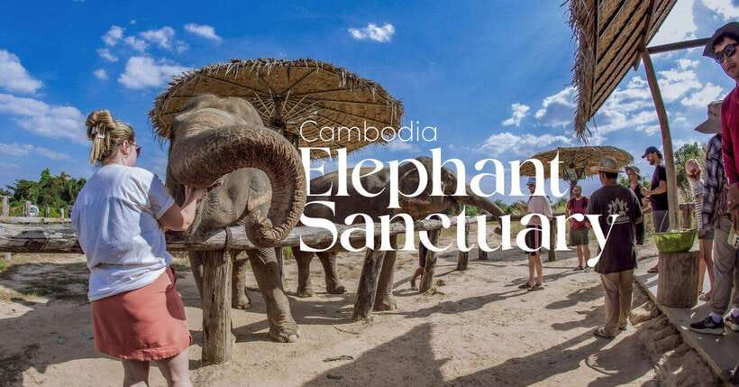 Cambodia Elephant Sanctuary and Banteay Srey Temple Tour - Starting the day with pickup in Siem Reap