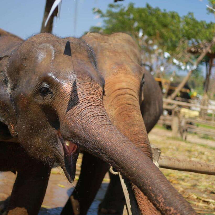Chiang Mai: Dantewada ,Wat Ban Den Temple & Cafe Elephant - Lunch and timing at Dantewada