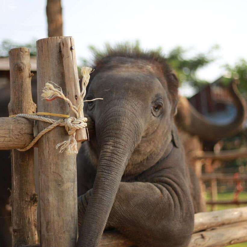 Chiang Mai: Dantewada ,Wat Ban Den Temple & Cafe Elephant - The Elephant Café: a short, unusual pause