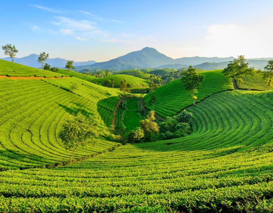 Chiang Mai: Day Trip to Chiang Rai Temples & Golden Triangle - Why this Chiang Rai day trip works